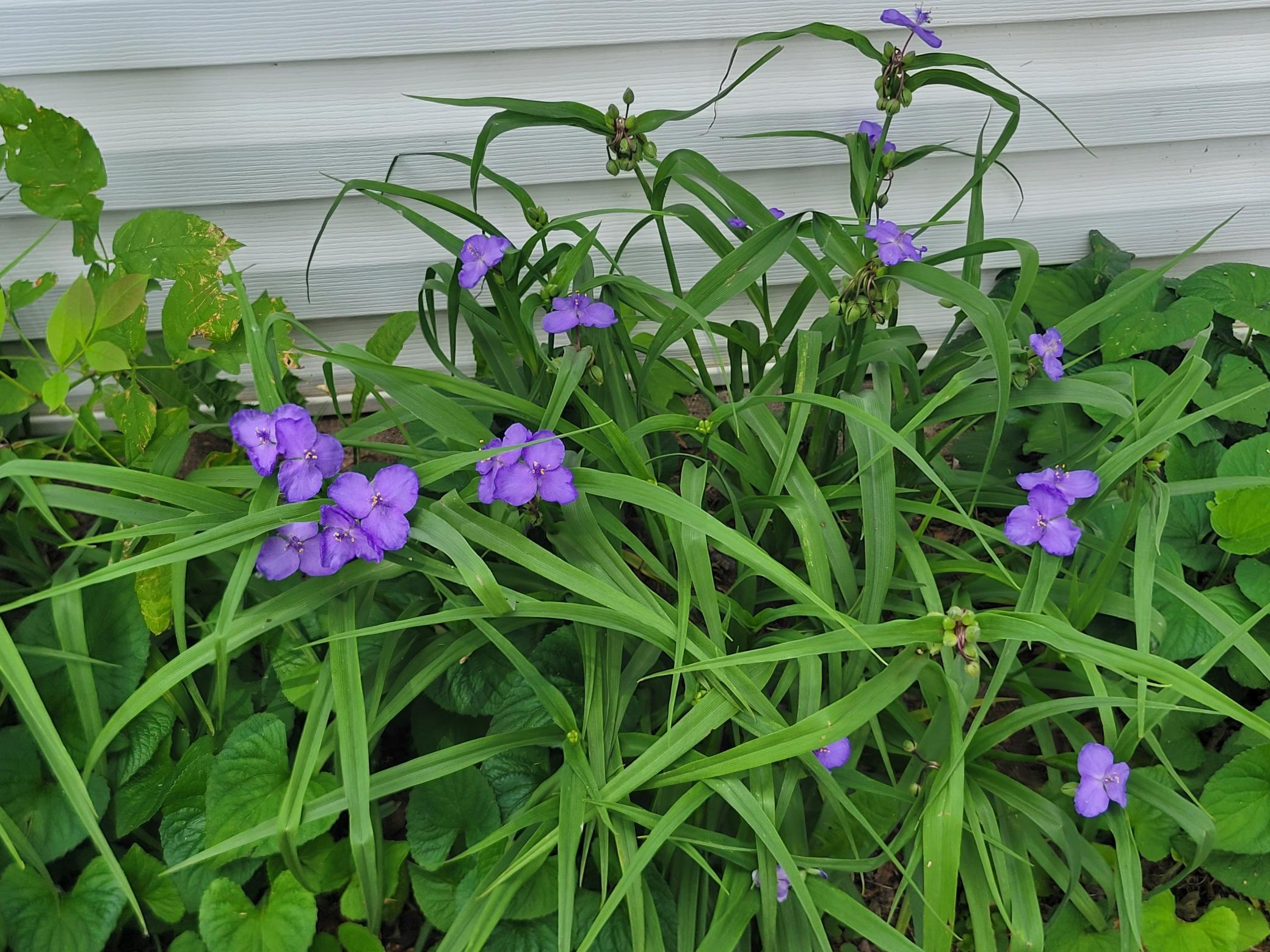 Flowers in front yard