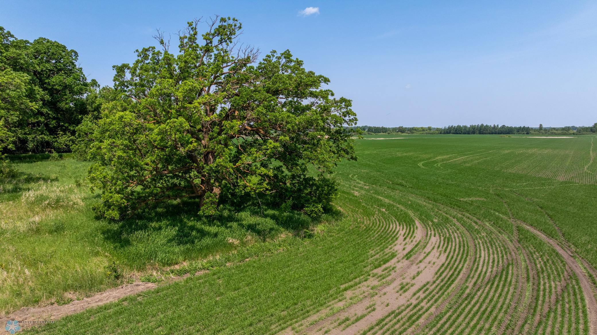 Amdak__Fosston MN - Land_0049.jpg