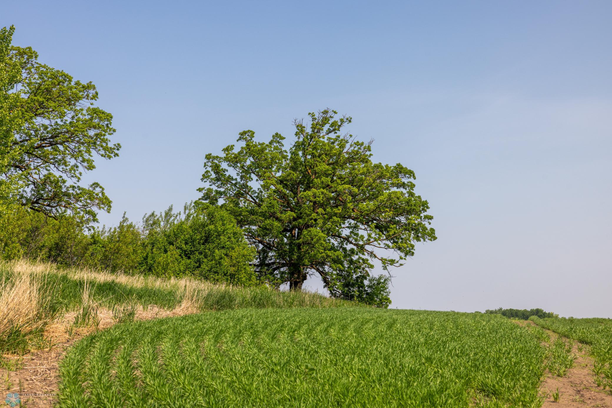 Amdak__Fosston MN - Land_0001.jpg