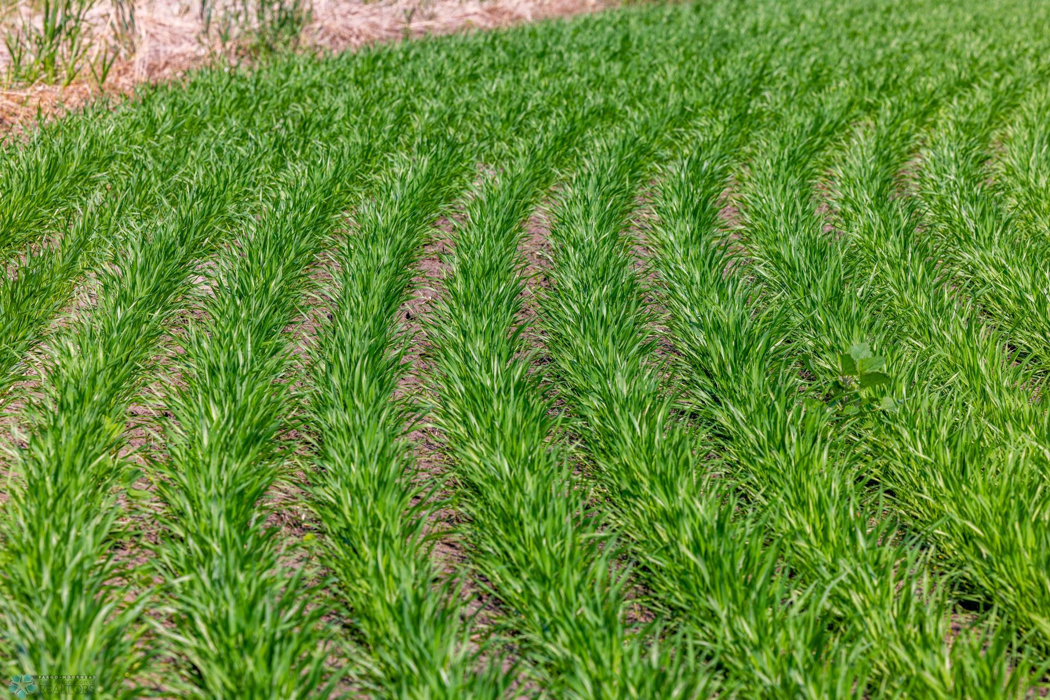 Amdak__Fosston MN - Land_0016.jpg