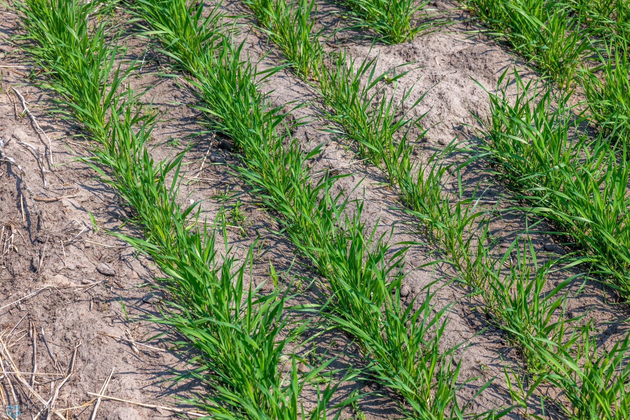 Amdak__Fosston MN - Land_0004.jpg