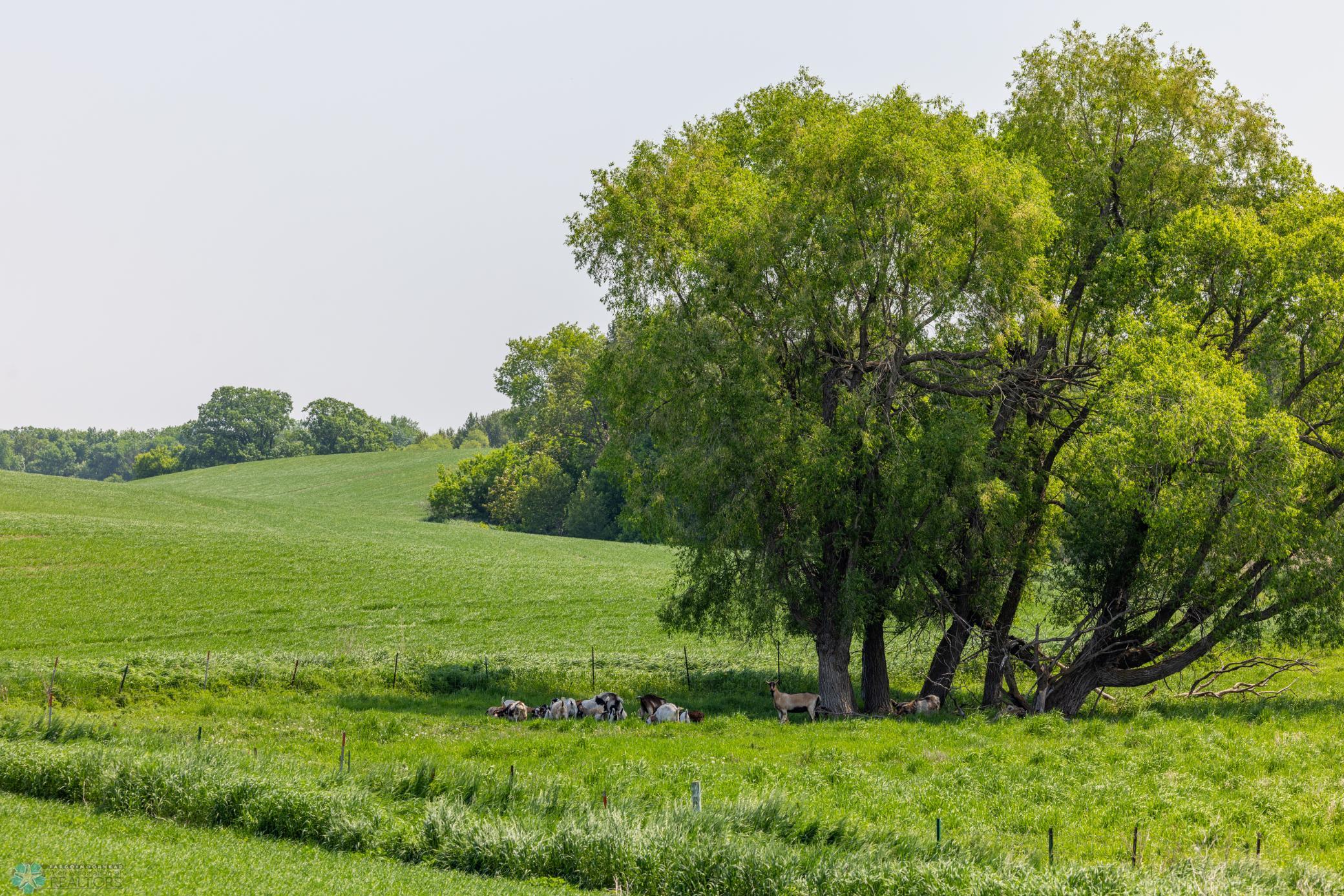 Amdak__Fosston MN - Land_0012.jpg