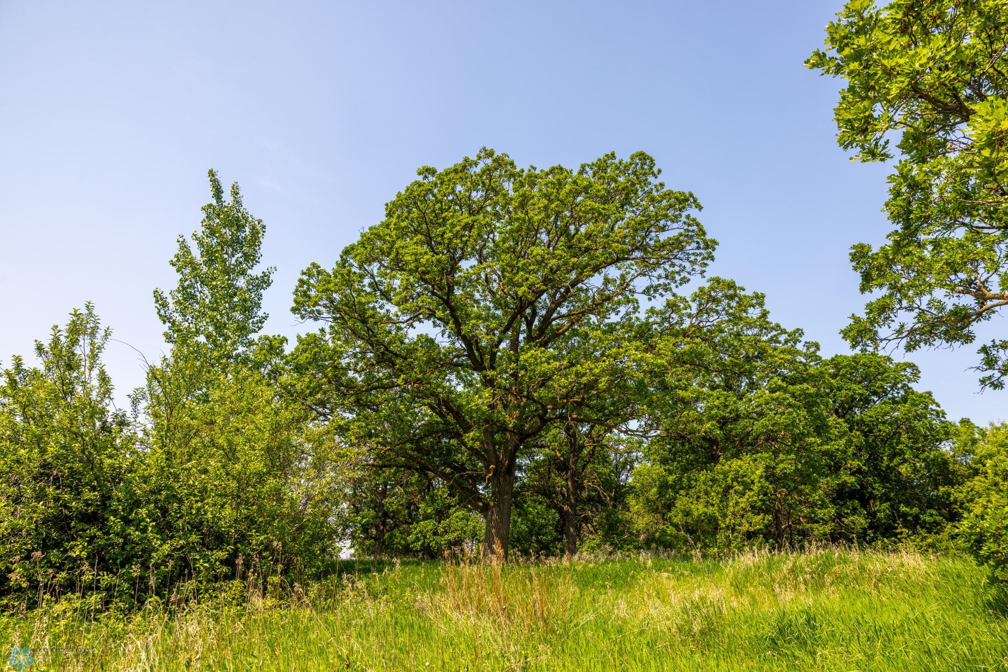Amdak__Fosston MN - Land_0007.jpg