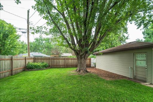Backyard.