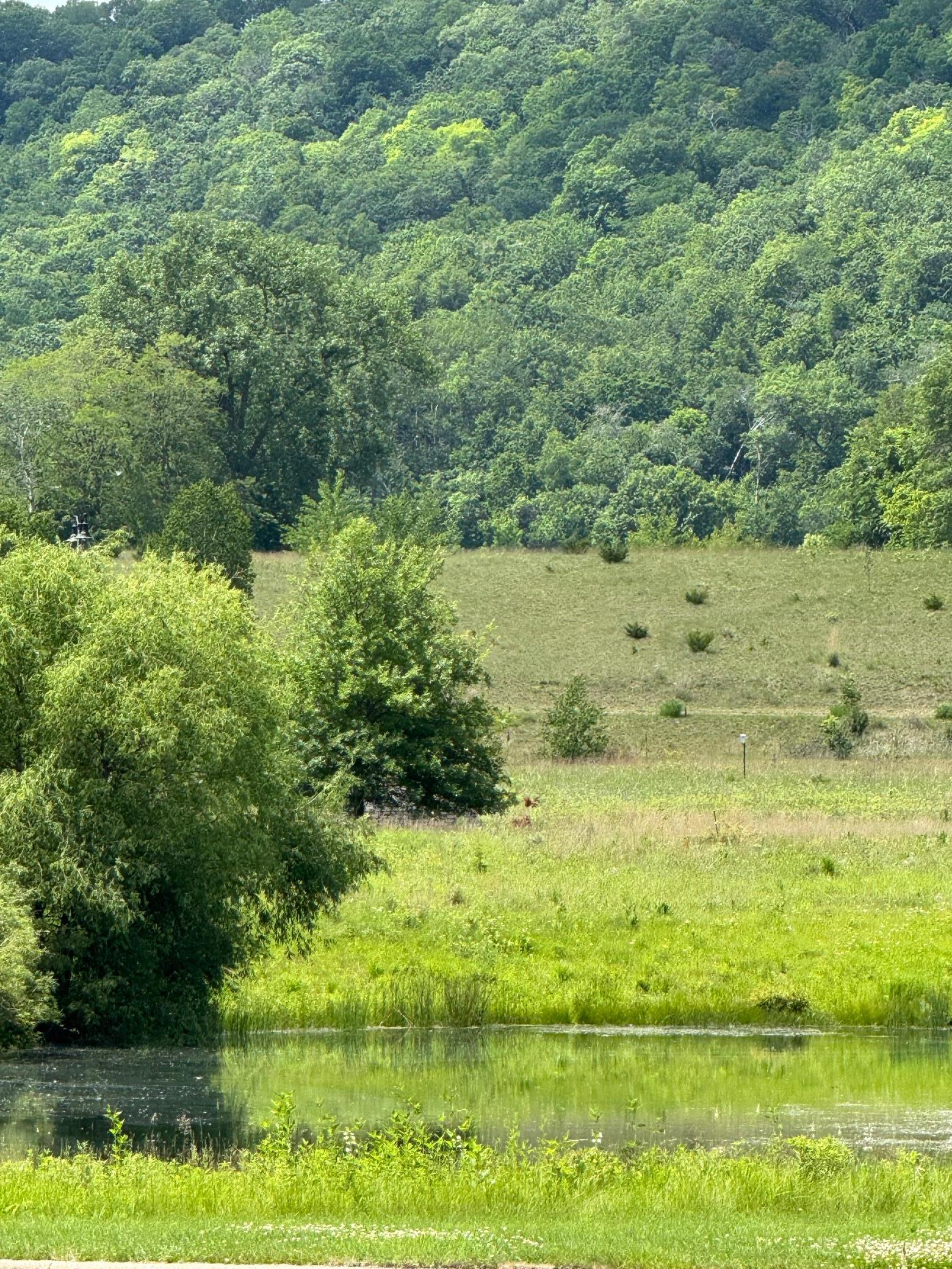 Pone View