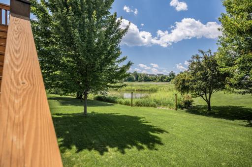 Pond and wetlands