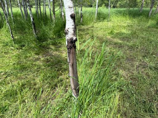 TBD 390th Ave, Gatzke, MN 56724