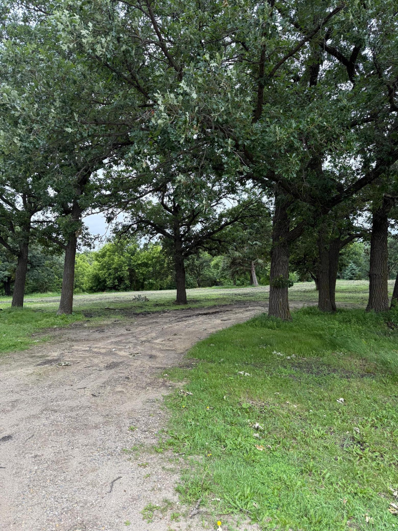 Tree lined approach