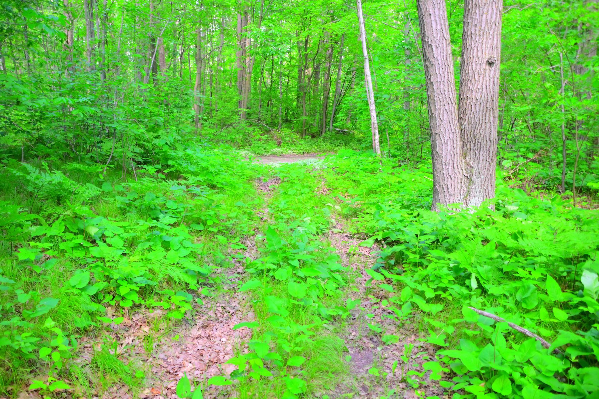Driveway out other side