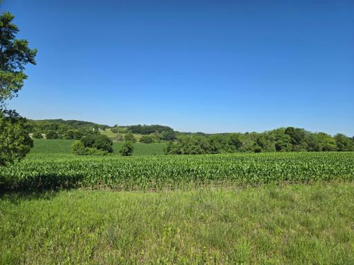 Corn field