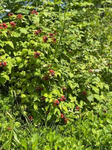 Raspberries and blackberries adorn this property.