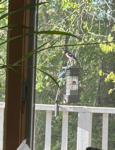 Indigo Bunting and Ruby throated grossbeak!