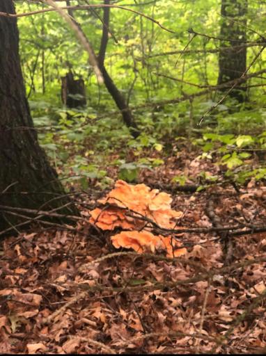 You never know what you might find in these oak filled woods! Sometimes you might even come across a delicious treat!