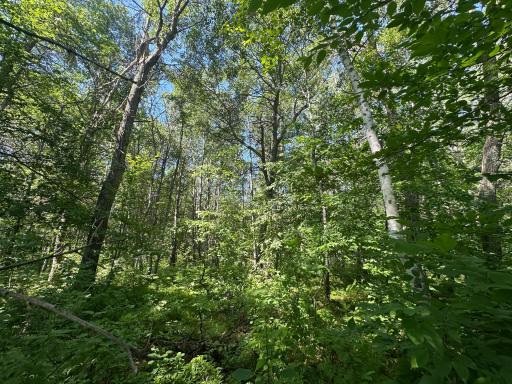 TBD Co Rd 11, Crosslake, MN 56442