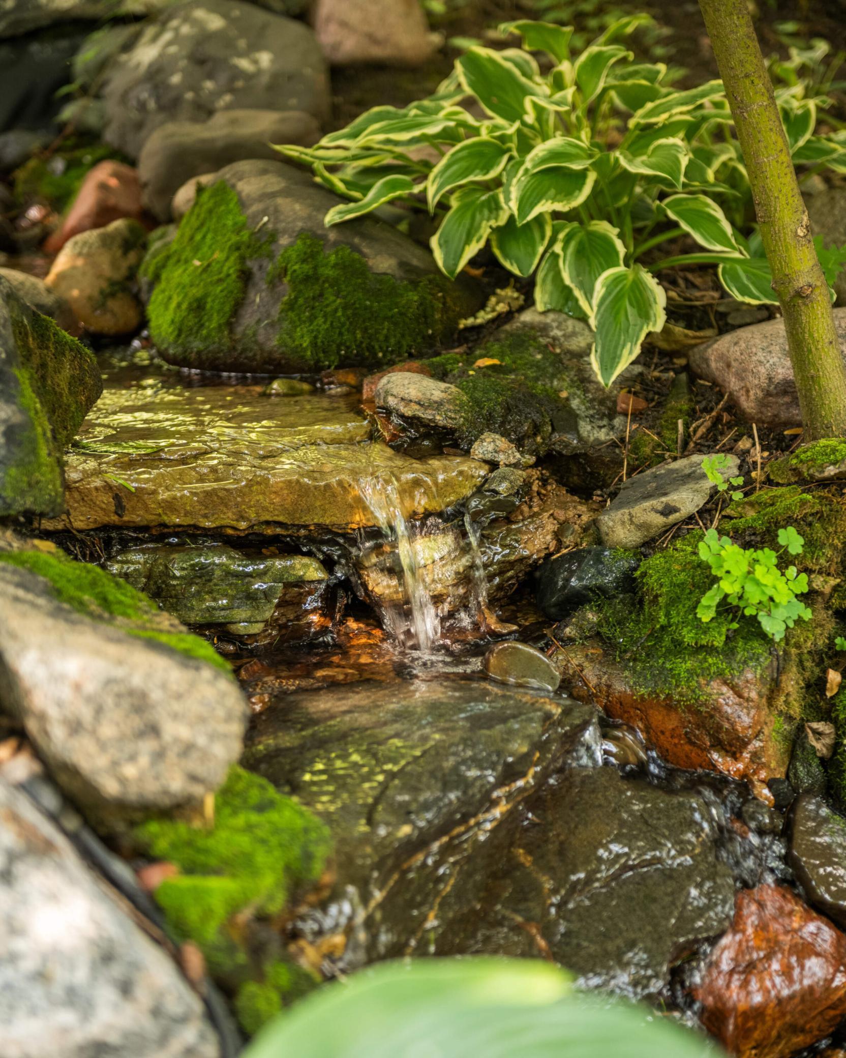 Water feature in the backyard is a babbling brook.