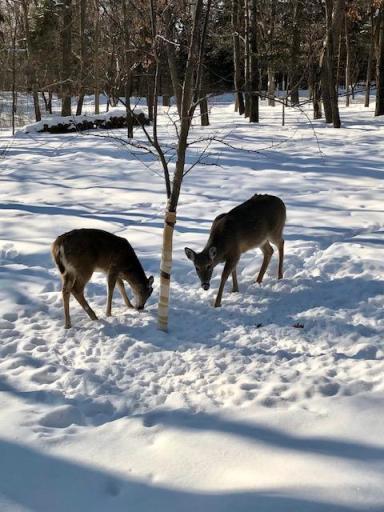 Deer are welcome visitors here. Turkey love the area too.