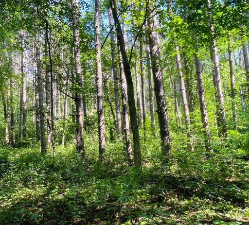 xxx Brown Lane, Pepin, WI 54759