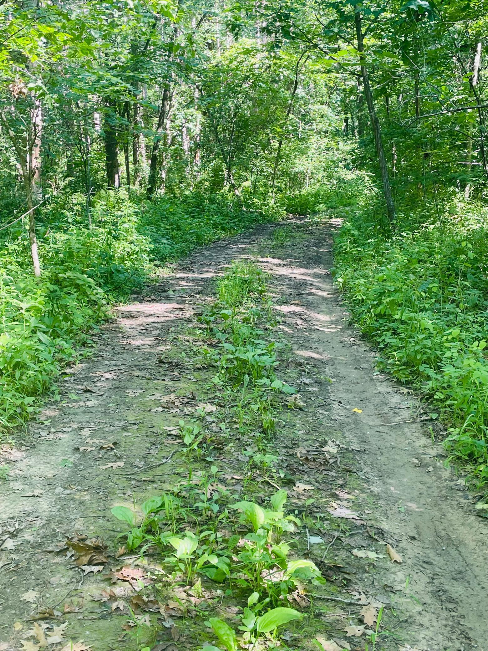 Cart Path Towards Chippewa River