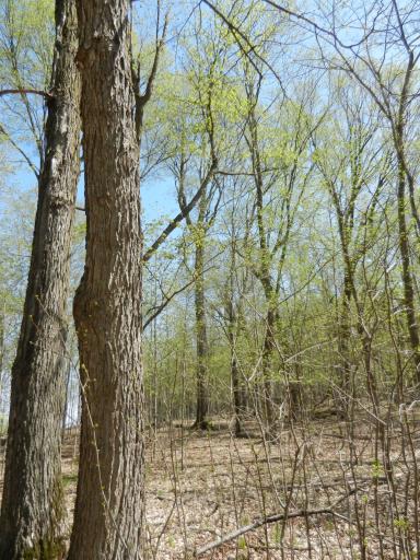 2816 120th Avenue, Bowlus, MN 56314