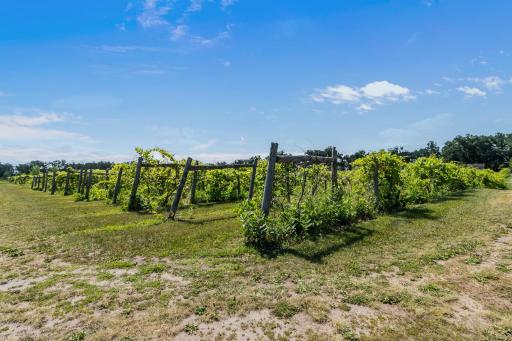 Sprawling 6-acre vineyard offering endless potential.