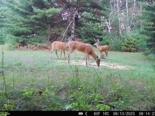 abundance of deer and wildlife