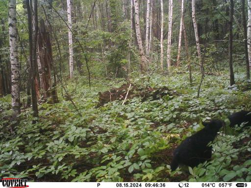 Trail cam
