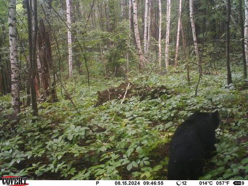 Trail cam