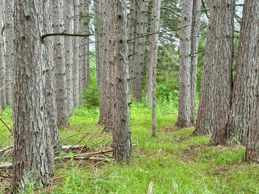 TBD 20th St. SW 20 St. SW, Pine River, MN 56474