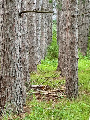 TBD 20th St. SW 20 St. SW, Pine River, MN 56474