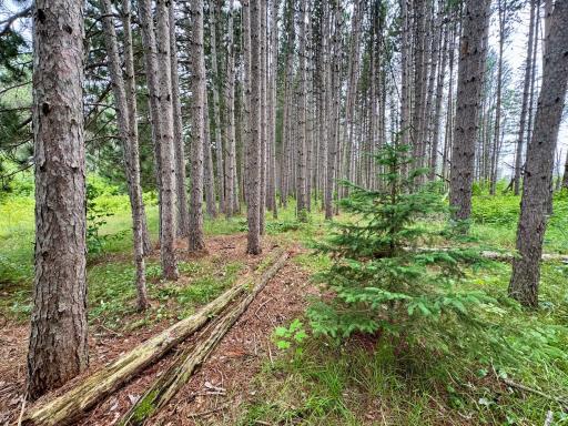 TBD 20th St. SW 20 St. SW, Pine River, MN 56474