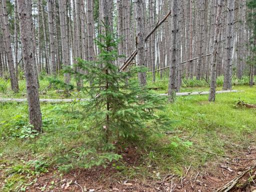 TBD 20th St. SW 20 St. SW, Pine River, MN 56474