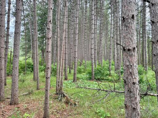 TBD 20th St. SW 20 St. SW, Pine River, MN 56474