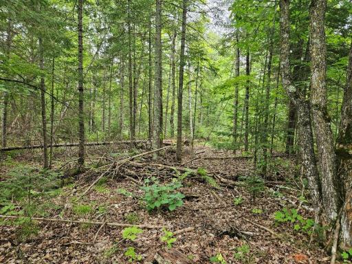 33599 Brook Trail, Bagley, MN 56621