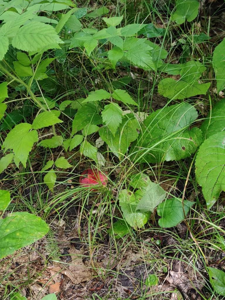 IMG_20250726_104507447.jpg