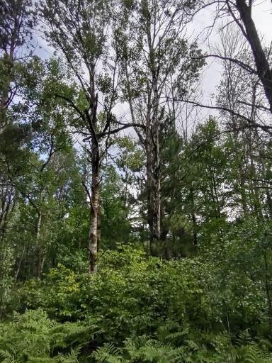 XXXX 159th Avenue, Sebeka, MN 56477