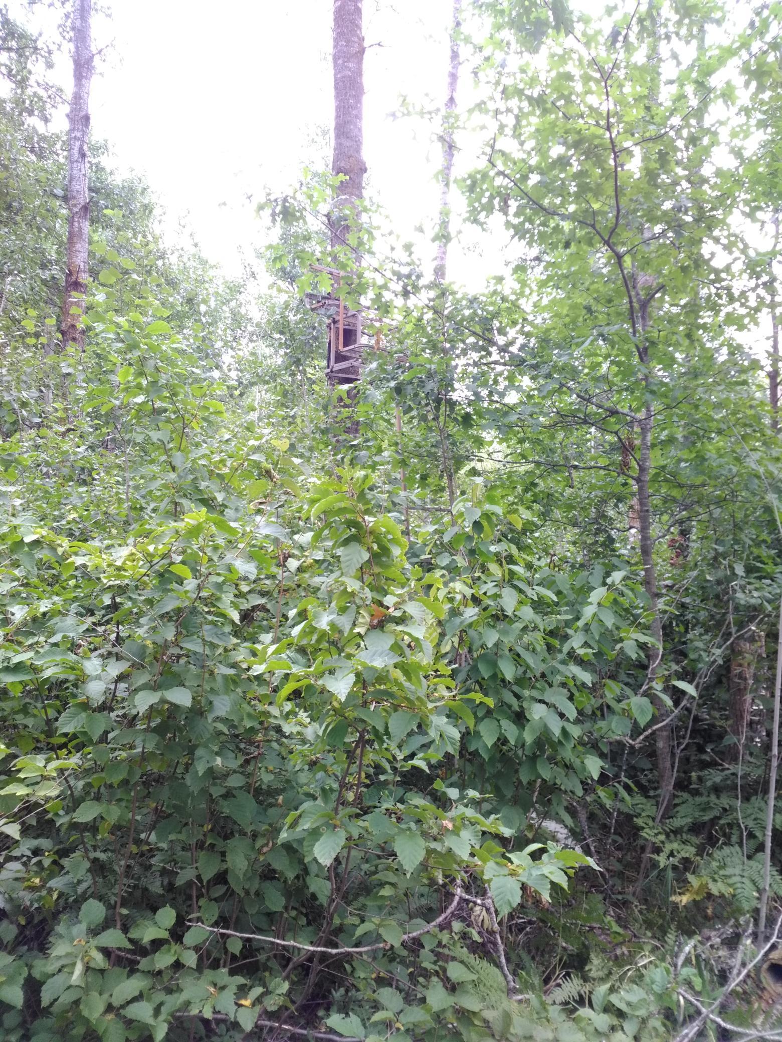 Deer Stand 5 of 6