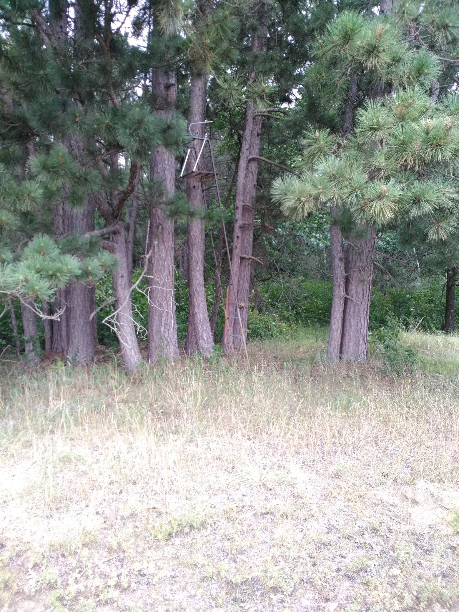 Deer Stand #1