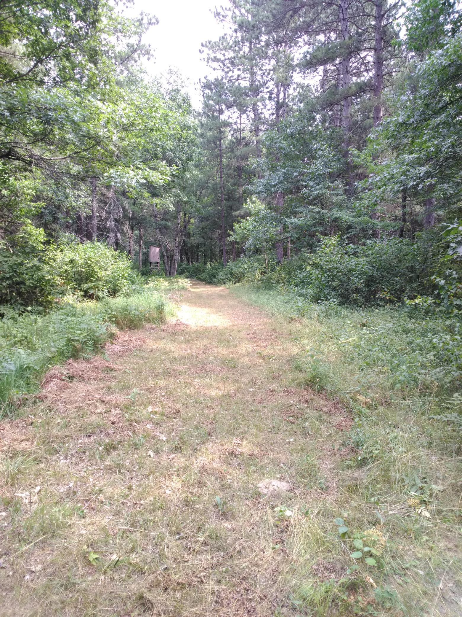Deer Stand #4