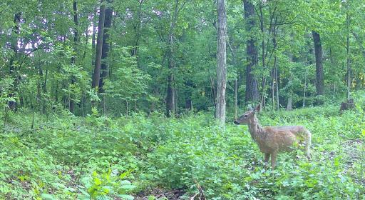 Just 1 of many of the neighborhood residents. Numerous deer, turkey and other furry friends call this place home too! There's always something to watch from the home's sunroom.