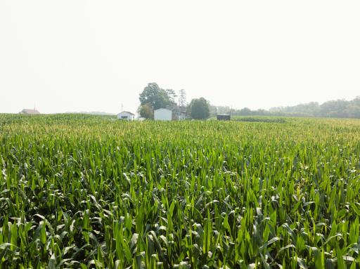 corn field