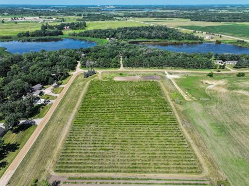 Income-producing vineyard with thriving grape harvest.