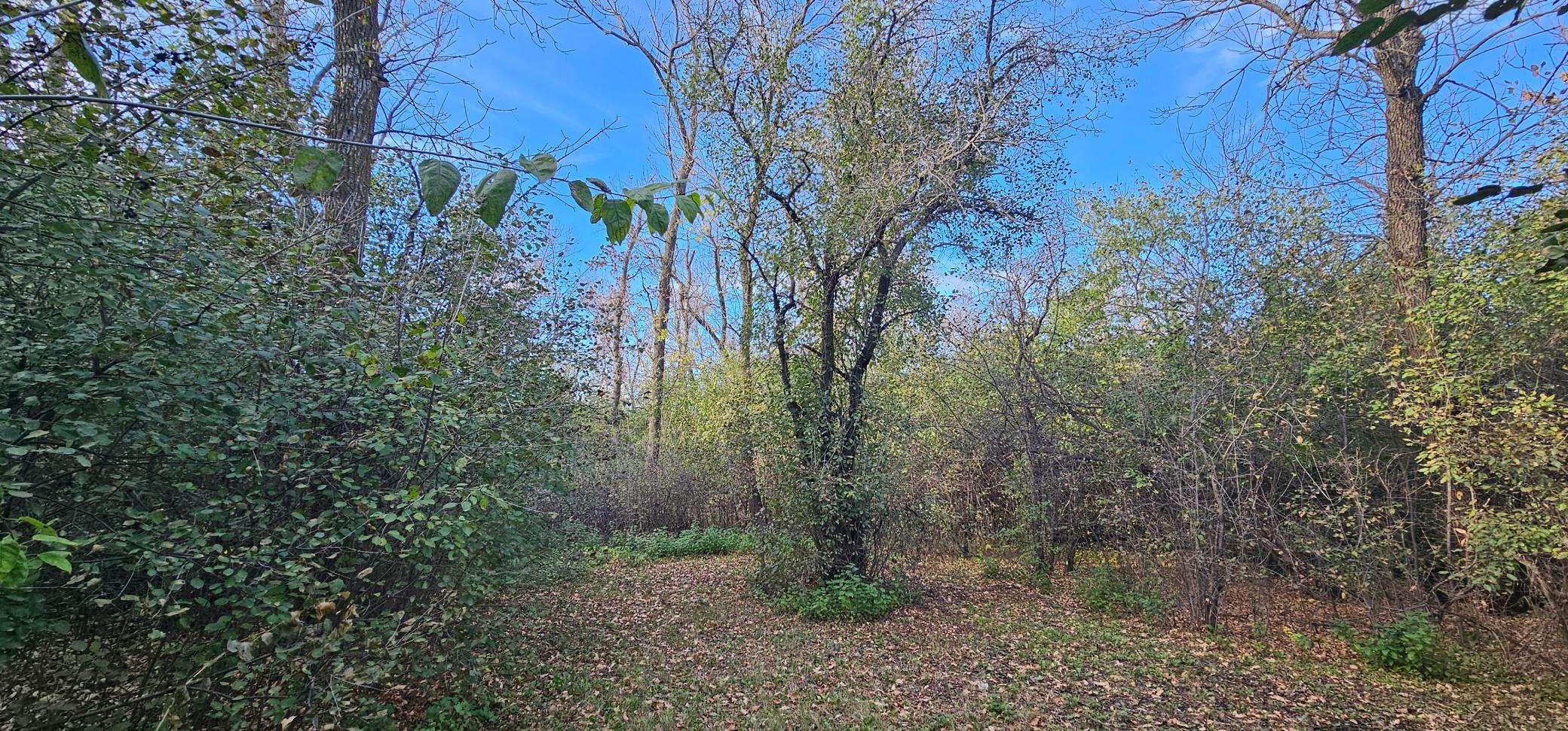 Lots of old tree growth with many cut paths through most of the trees, for nature walks, bird watching, or wildlife viewing.