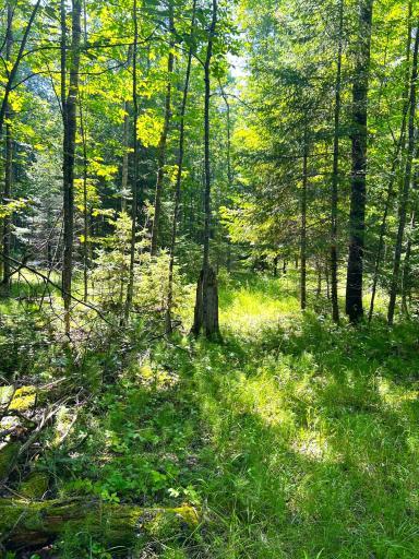 16779 Angle Shoreline, Angle Inlet, MN 56711