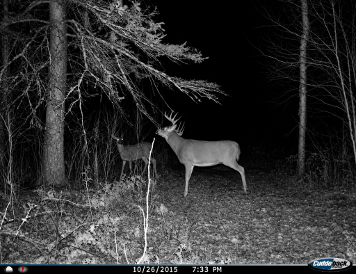 Pic Deer 2.png