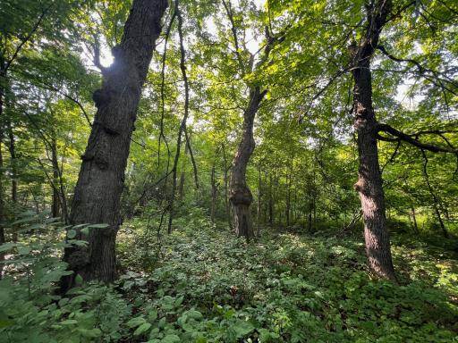 Massive maples near the center of the property