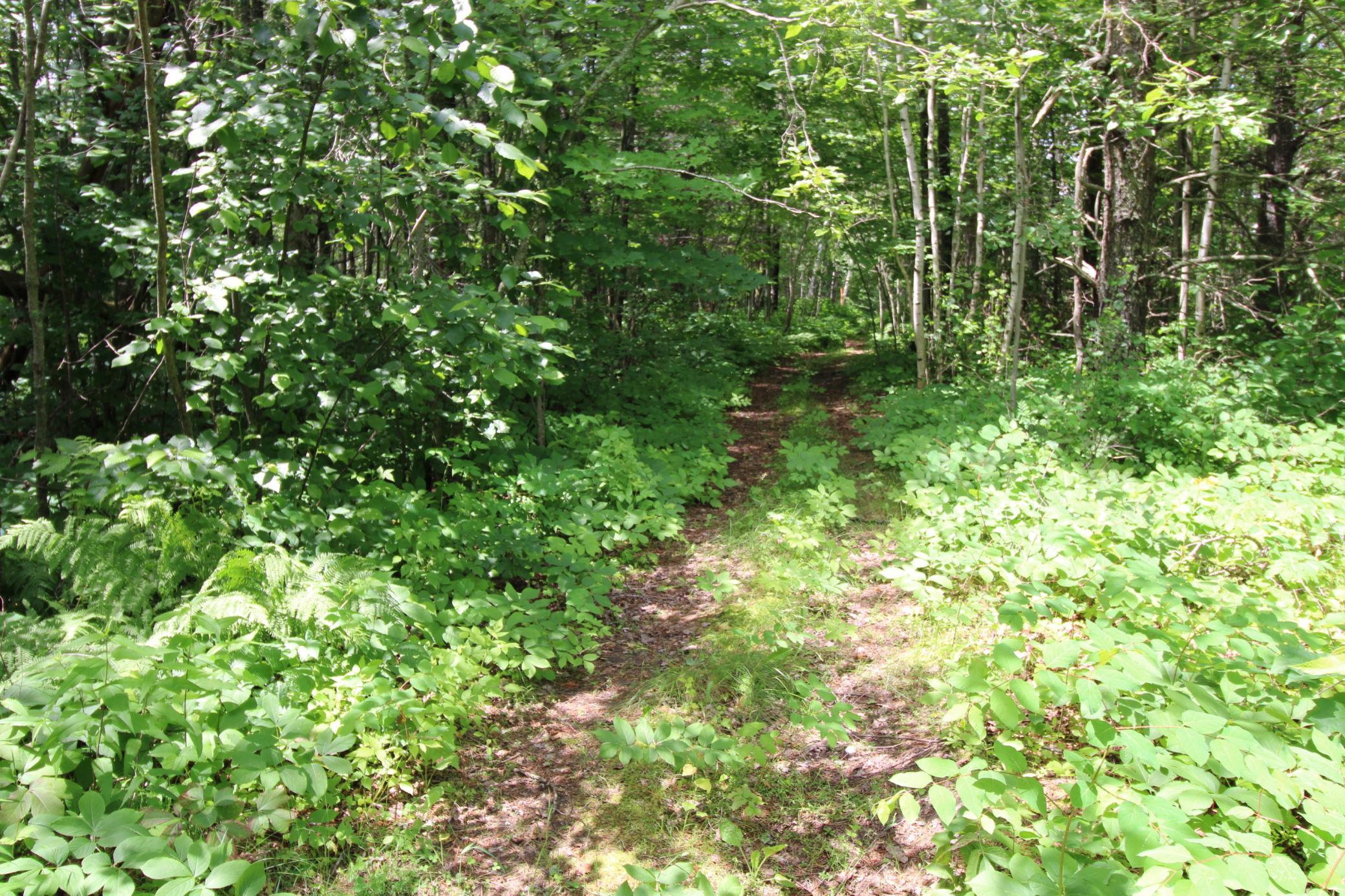 Trail entering property