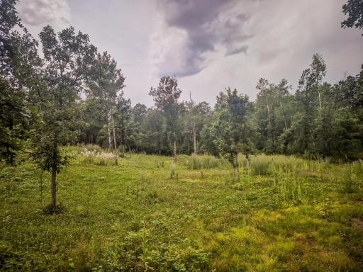 Wildlife clearing on east side of property