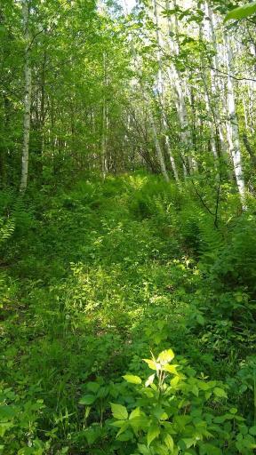 XXX North Road, Dairyland, WI 54830