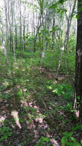 XXX North Road, Dairyland, WI 54830