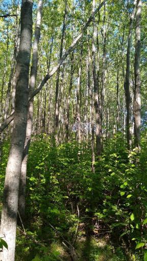 XXX North Road, Dairyland, WI 54830